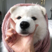 手把爷幼年形态