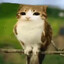 meowl