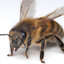 15,000 Bees