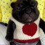 †BFFV†™ YO PERRITO PANZON