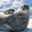The Chill Seal
