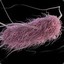 ESCHERİCHİA COLİ