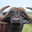 El Buffalo