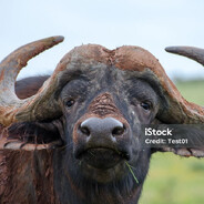 El Buffalo