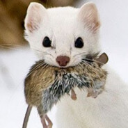 FARMER WEASEL