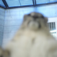 snowleopardfan02