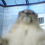 snowleopardfan02