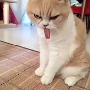 无良G胖还我压岁钱