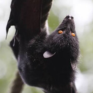 Pteropus avatar