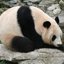 Worlds Fattest Panda #BoyCutGin
