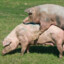 le pig figg sub
