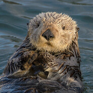Otter