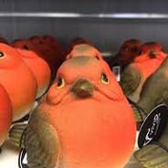 1000 Pootis Birds