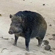 神脚无敌张大蹄