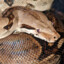 3HeadedBoa