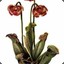 Sarracenia