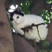 不素之霸双层牛堡