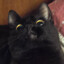 spartancat02