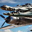 Bombardino Crocodillo