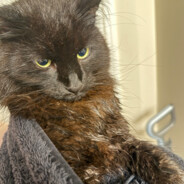 Tambourine Solo, M.M.