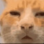 miaoo1