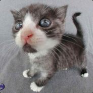 Weird[pt] - steam id 76561197965482366