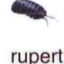 rupert