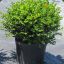 boxwood00967