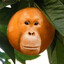 Orangutan joe