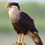 CaraCara