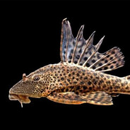 tilapia