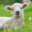 SuspiciousLamb
