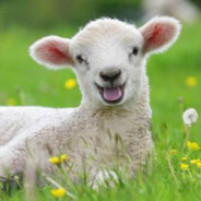 SuspiciousLamb