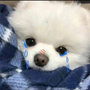 陪崽一起看星辰