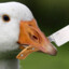 ZloY_Goose