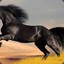horseluis