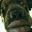 Michigan Dogman