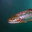 the evil trout