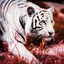 White Tiger