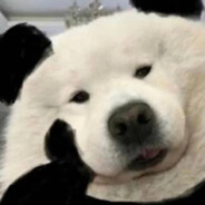 魔法少女你鸡哥