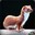 Snoop_Weasel