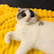 忽见陌头杨柳色