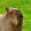 капибара