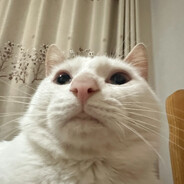 小何才露煎煎饺