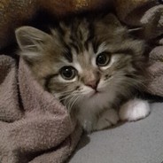 EllieTheCat Steam avatar