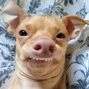 красивый пёс