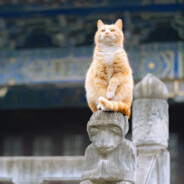 蹲家里的加菲猫