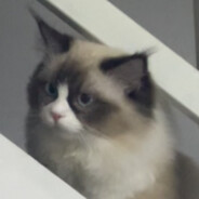 是我，维克托啊