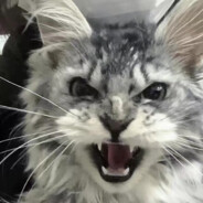 猛汉冒火哈哈哈