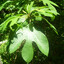sassafras